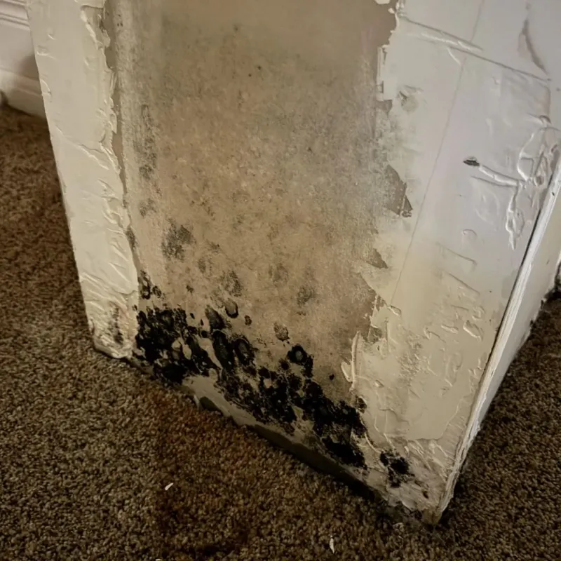 Professional Mold Removal in Woodville, MS